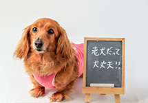 老犬老猫ホーム/retirement home for cats & dogs